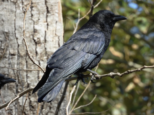 American Crow