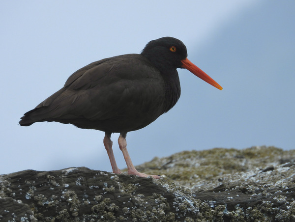 Black Oystercatcher